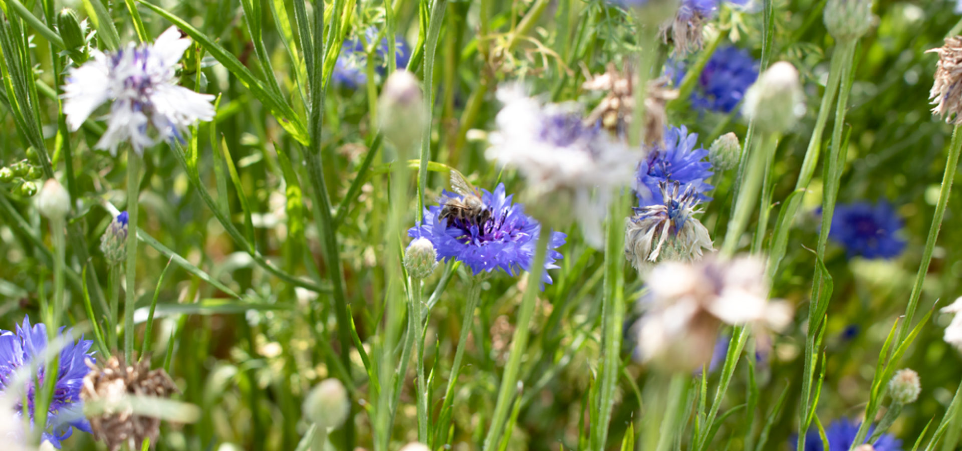 Biene Blume 02