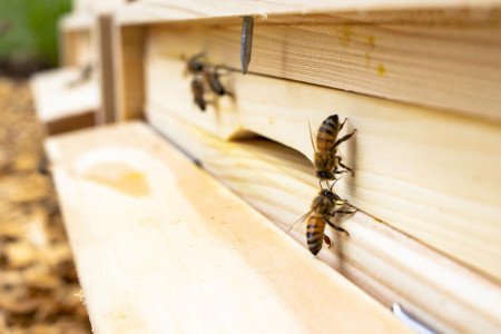 Bienen 04